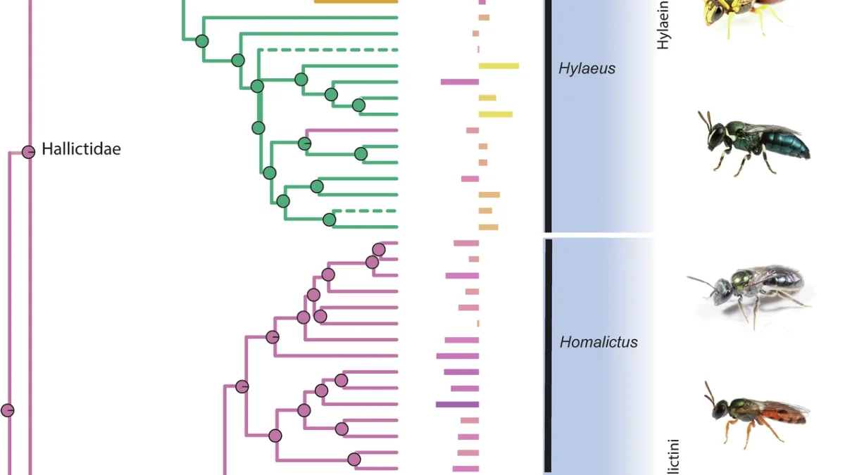 Phylogenetic tree of 95 Australian bee species coloured by nesting behaviour, with heat tolerance residual bars and representative bee photographs — da Silva et al., Nature Communications