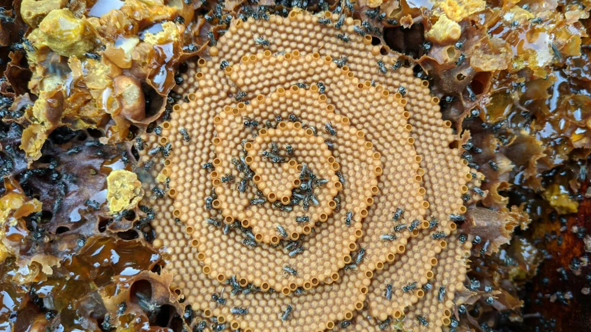 Top-down view of an Australian native stingless bee nest showing a spiral brood comb with black bees crawling across waxy chambers