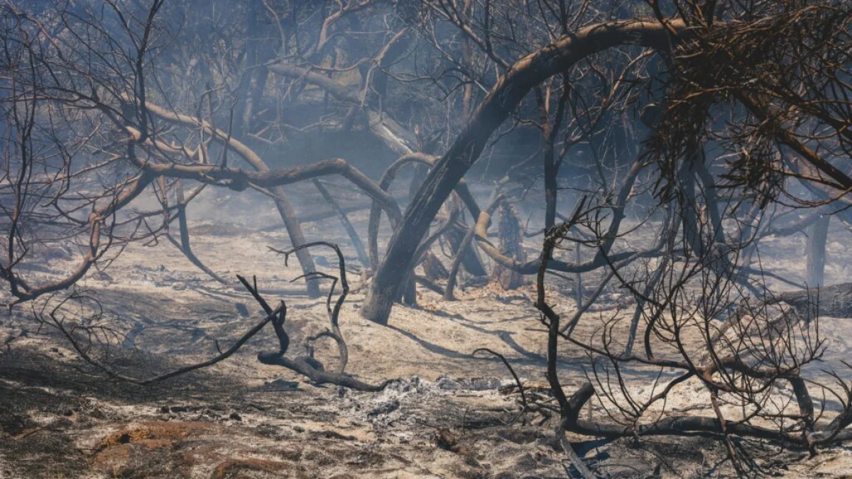 Charred trees and ash-covered ground remain after a wildfire burned through a forested area — Pexels