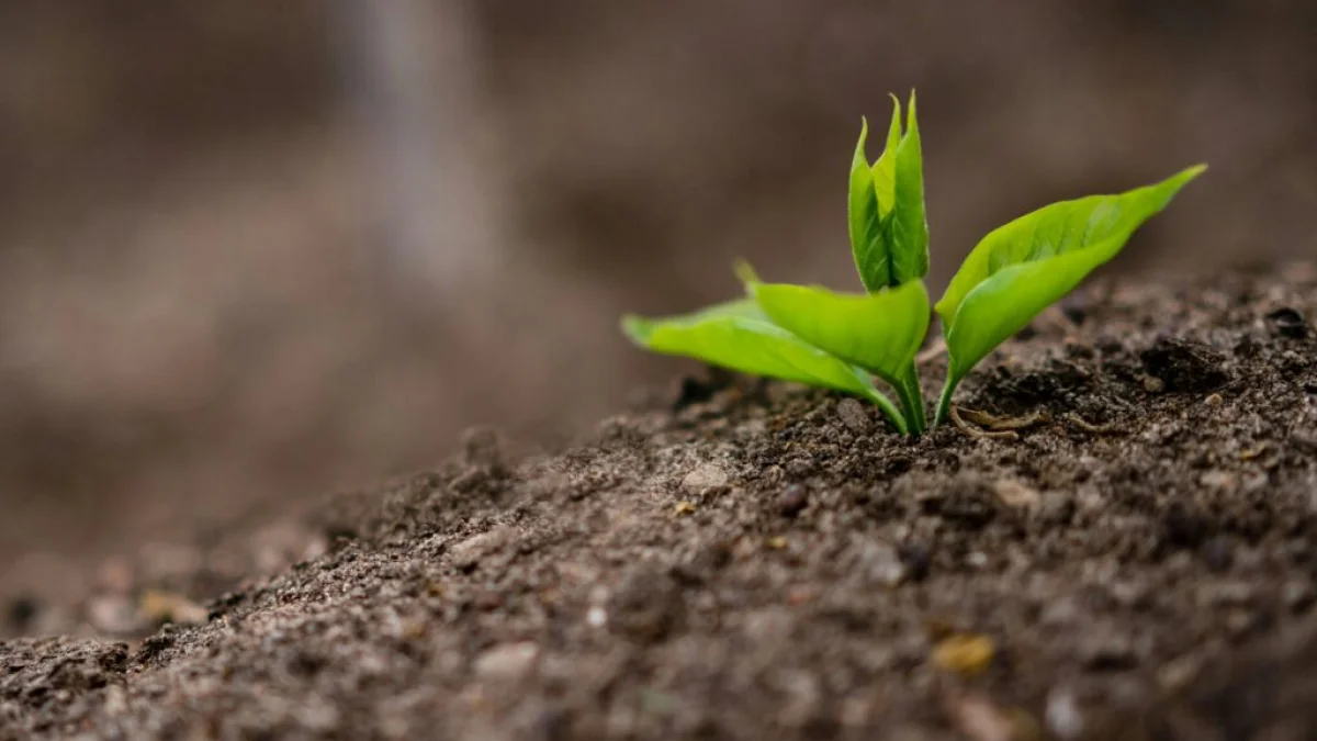 Green seedling emerging from soil, symbolizing ecosystem recovery after environmental damage — Pexels
