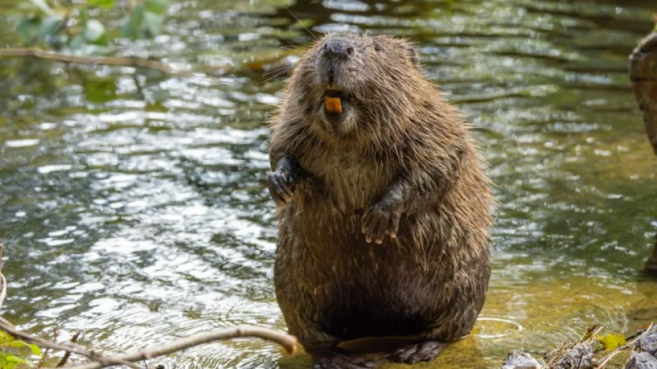 Eurasian beaver standing upright in shallow water displaying its iron-strengthened orange incisors — Andyworks/E+/Getty Images
