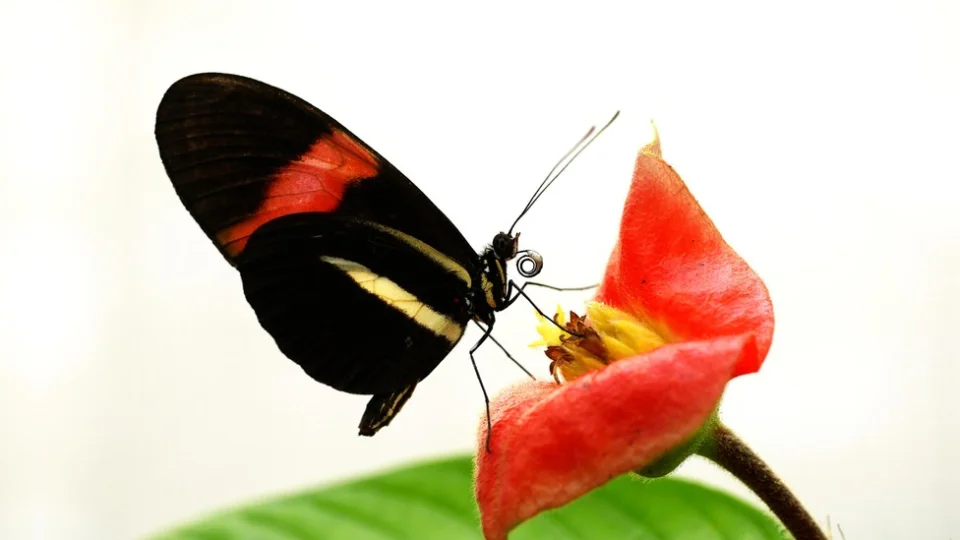 A Heliconius butterfly perched on a red flower against a white background — The Atlantic