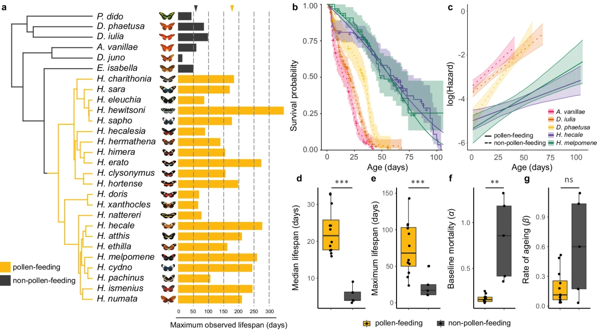 Phylogeny of Heliconiini butterflies with maximum lifespans, Kaplan-Meier survival curves, and ageing parameters by pollen-feeding habit — Foley et al., Nature Communications
