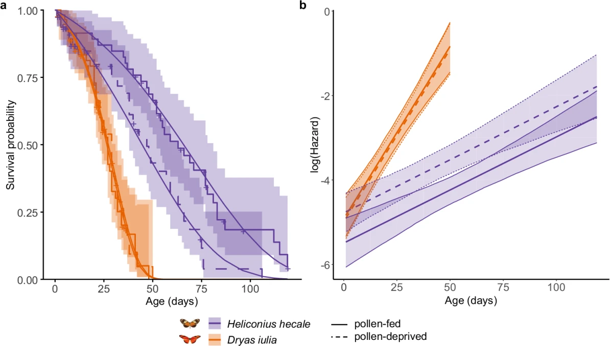 Survival curves and hazard functions for Heliconius hecale and Dryas iulia under pollen-fed and pollen-deprived diets — Foley et al., Nature Communications