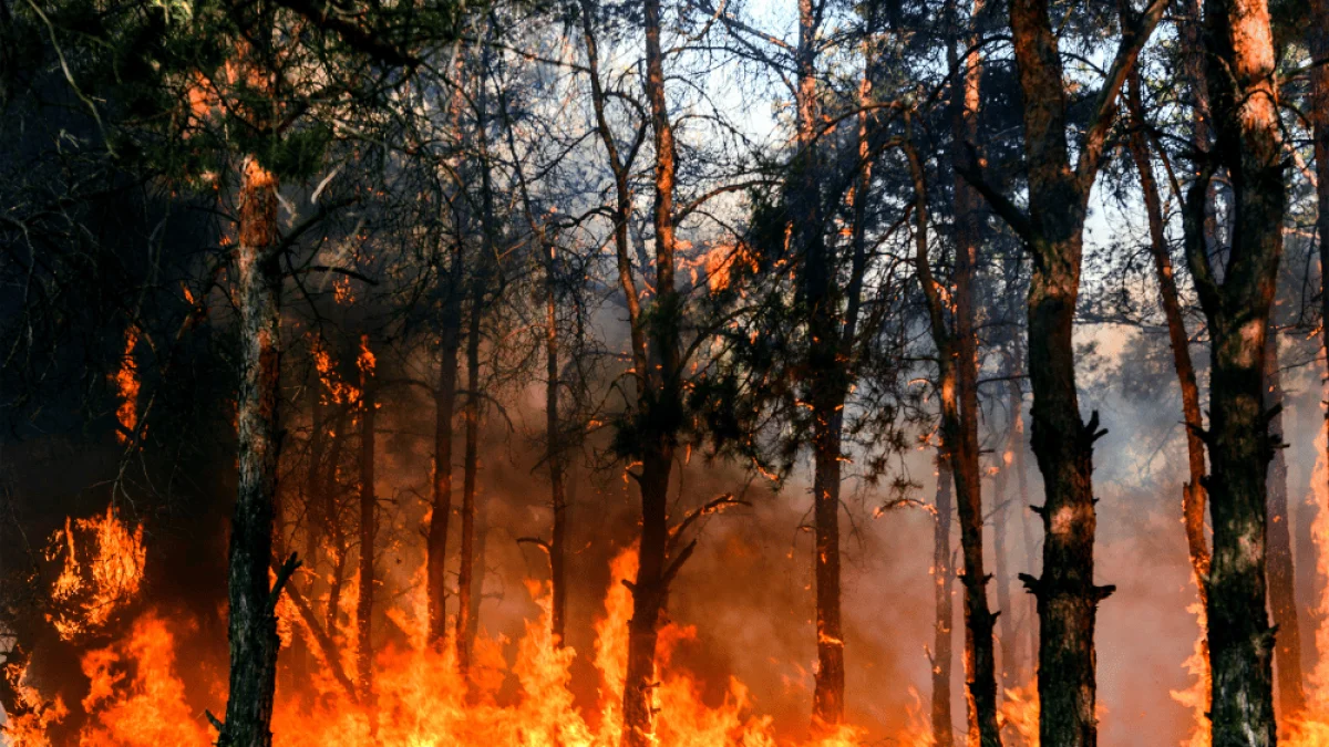 Flames spread through a forest as smoke fills the air between charred tree trunks during a wildfire