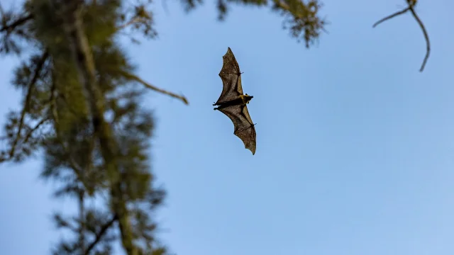A fruit bat flies near a gold mine in Mongbwalu, Democratic Republic of the Congo — Michel Lunanga/Getty Images