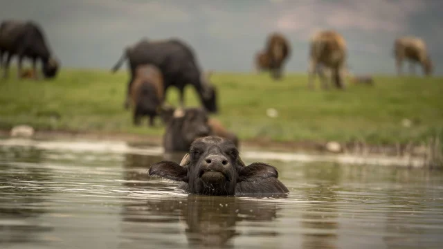 Buffalo swim in meadows near Erzurum, Turkey, after recent rains — Anadolu/Getty Images