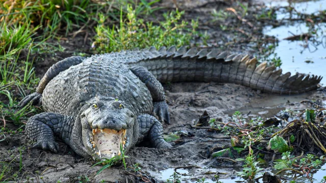 A mugger crocodile keeps its mouth open in Yala National Park, Sri Lanka — Krishan Kariyawasam/NurPhoto/Shutterstock