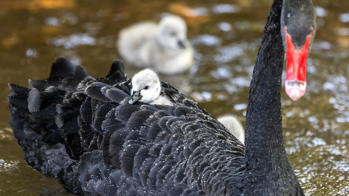 A cygnet rides on a parent swan along Dawlish Water, Devon, UK — Mark Passmore Photography