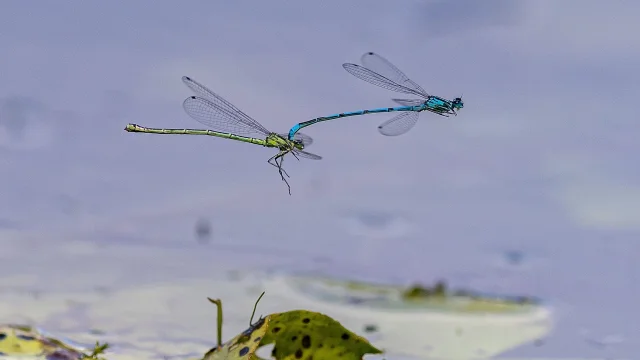 Male and female damselflies court in Moreton, Essex, UK — Elli Birch/IPS/Shutterstock