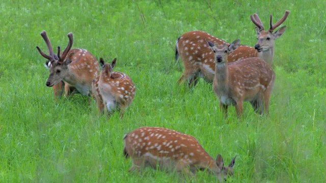 Sika deer forage in the rain at a nature reserve in Qiqihar, north-east China — Xinhua/Shutterstock