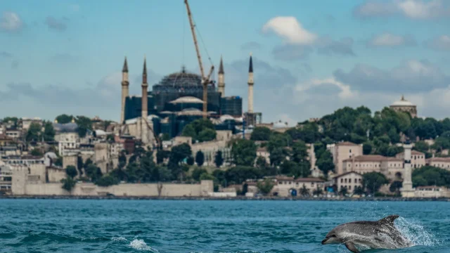Dolphins swim in the waters around Istanbul, Turkey — Anadolu/Getty Images