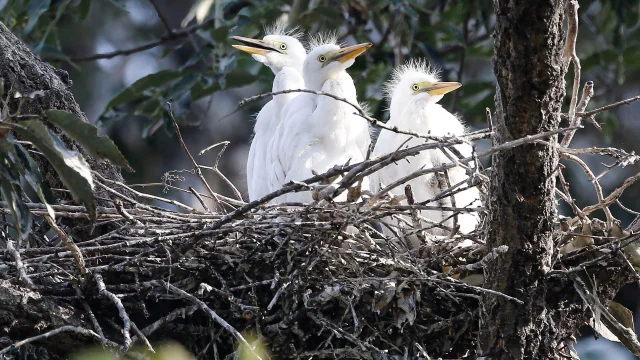Egret chicks wait in their nest in Gimcheon, South Korea — Seung-il Ryu/NurPhoto/Shutterstock