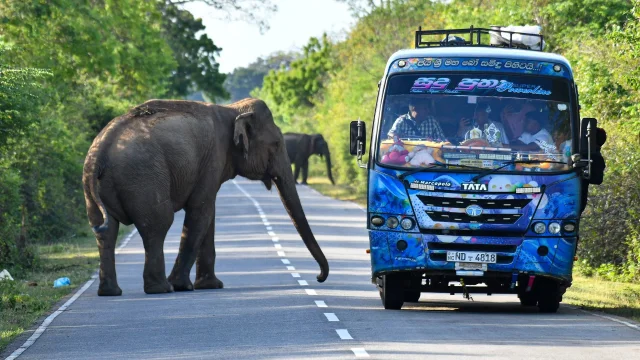 An Asian elephant approaches vehicles on a road bordering Yala National Park, Sri Lanka — Krishan Kariyawasam/NurPhoto/Shutterstock