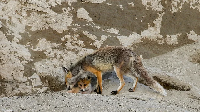 A red fox cub emerges from its den with its mother in Kars, Turkey — Anadolu/Getty Images