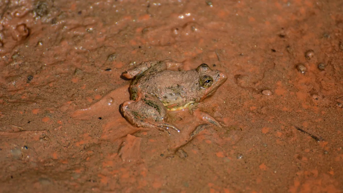 A Pierre's wart frog in the Kathmandu valley, Nepal — Safal Prakash Shrestha/NurPhoto/Shutterstock
