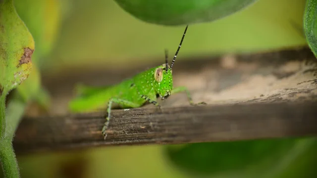 A grasshopper rests on a leaf in a garden in Assam, India — Anuwar Hazarika/NurPhoto/Shutterstock