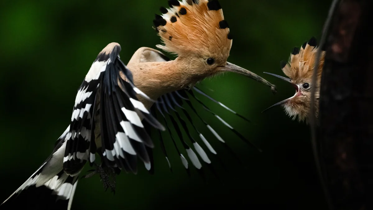 An adult hoopoe feeds its chick in a garden in Bursa, Turkey — Anadolu/Getty Images