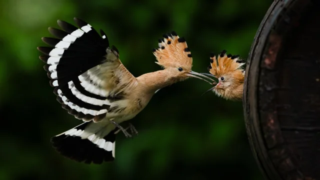 A hoopoe delivers dinner to its chick in a wooden barrel nest in Bursa, Turkey — Anadolu/Getty Images