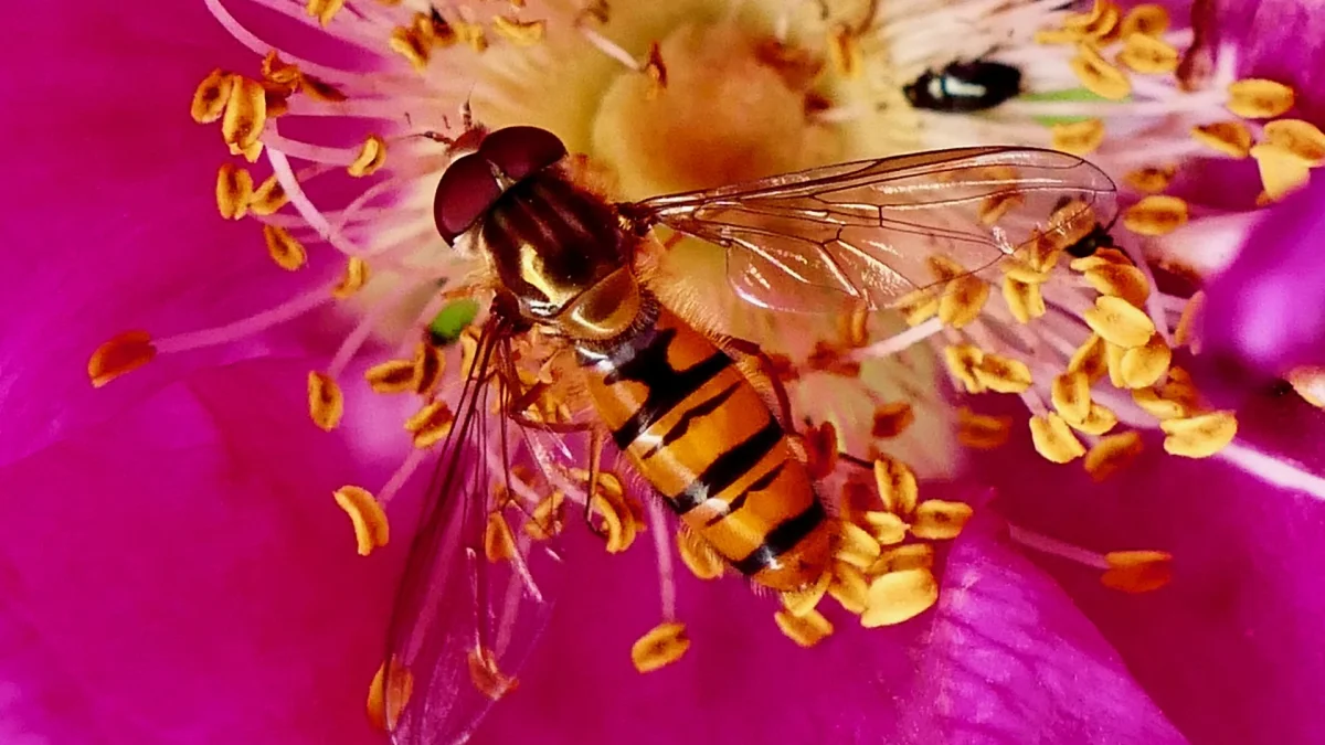 A hoverfly on a flower in Salisbury, Wiltshire, UK — Geoffrey Swaine/Shutterstock