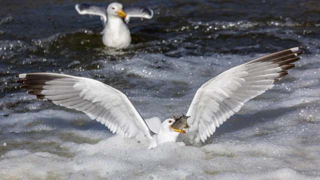 Gulls feed on pearl mullet in a river in Van, Turkey — Anadolu/Getty Images