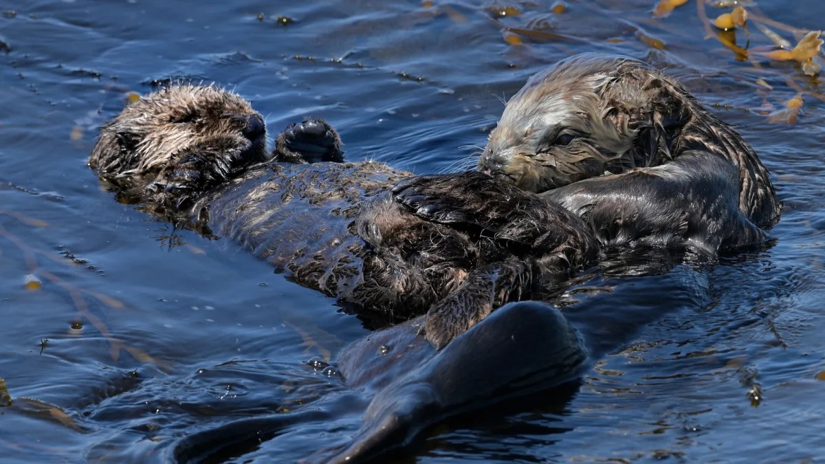 A sea otter tucks in her pup for a snooze in Pacific Grove, California — Rory Merry/Zuma Press Wire/Shutterstock