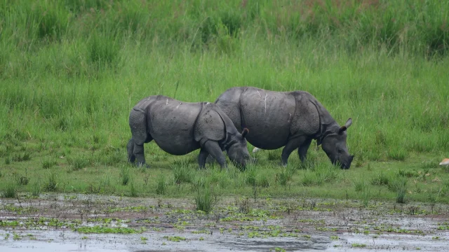 One-horned rhinoceroses graze in Kaziranga National Park, Assam, India — Anuwar Hazarika/NurPhoto/Shutterstock