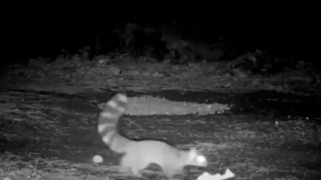 A ringtail captured on camera in Oregon's Epstein Family Forest, US — Pacific Forest Trust
