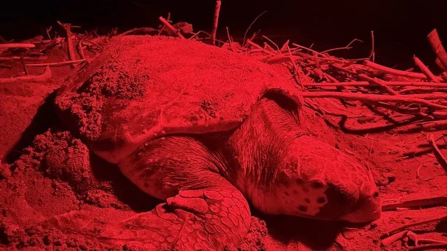 An endangered loggerhead sea turtle lays eggs on the Belek coast near Antalya, Turkey — Anadolu/Getty Images